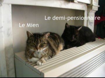 deux chats