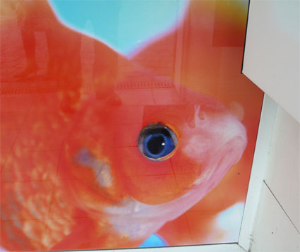 orange-bleue-jour94.jpg