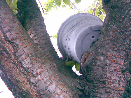 fleurs-de-pigeon-1.jpg