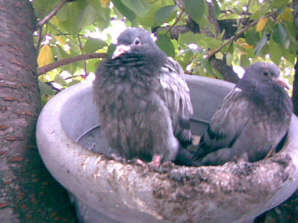 fleurs-de-pigeon-2.jpg