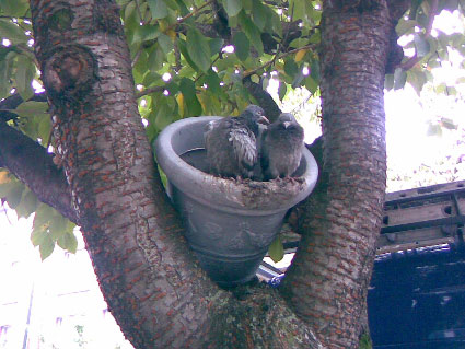 fleurs-de-pigeon-3.jpg