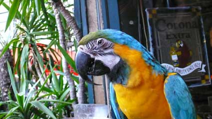 orange-bleue-jour-191.jpg