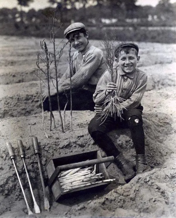 deux gamis récoltent des asperges - photo en noir et blanc